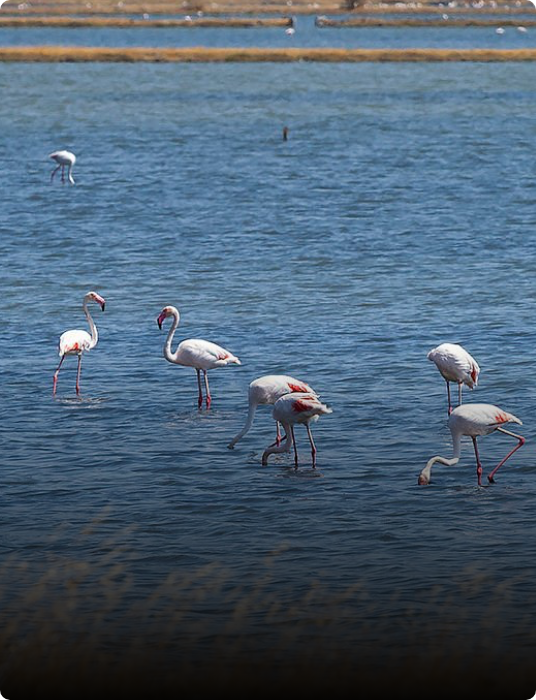 Custom private tour across Lesvos
